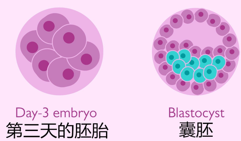 囊胚培育成功率有多高，普遍达到60%左右